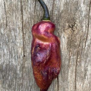Pimenta Jolokia Purple Peach Chilli Seeds