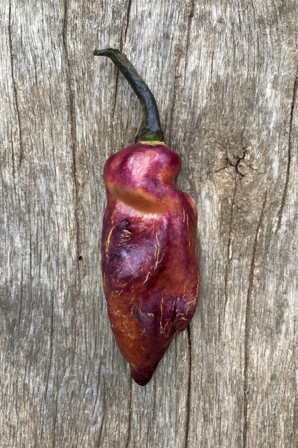 Pimenta Jolokia Purple Peach Chilli Seeds Authentic - From Seed to Sensation: Spring into Action with 10 Premium Quality Seeds 1 Pimenta Jolokia Purple Peach Chilli Seeds