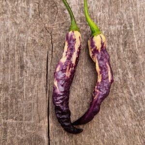 Pink tiger chilli seeds