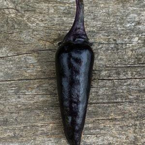 Purple Cayenne X Chilli Seeds