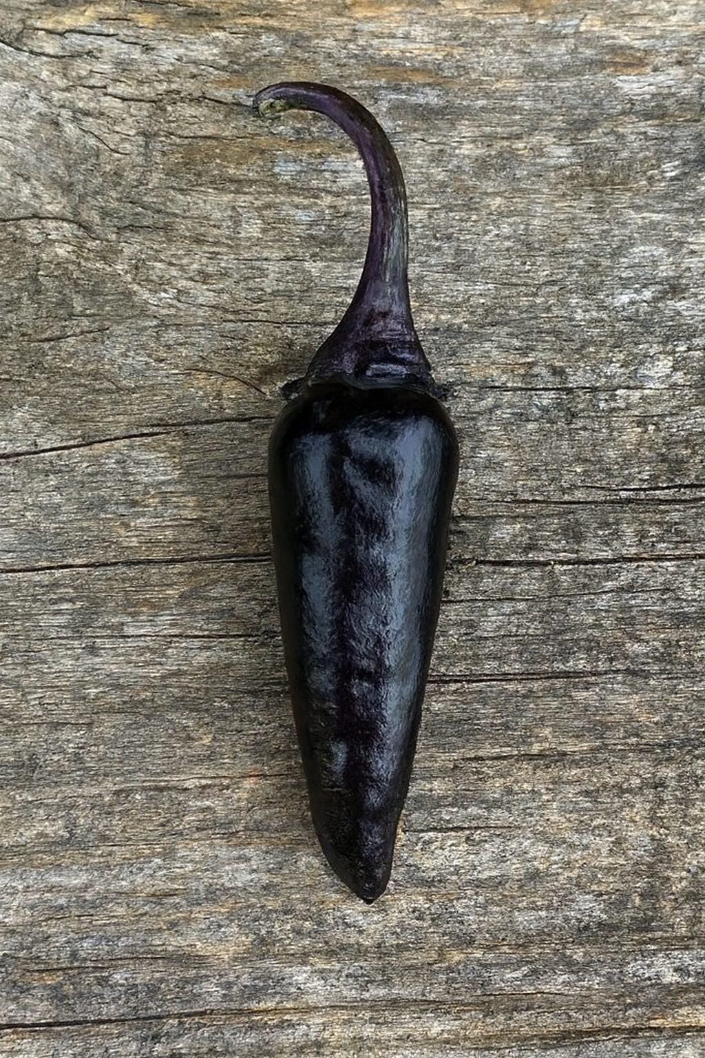 Purple Cayenne x Chilli Seeds Authentic - From Seed to Sensation: Spring into Action with 10 Premium Quality Seeds 1 Purple Cayenne X Chilli Seeds