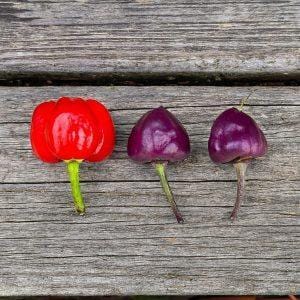 Purple Pumpkin pepper seeds
