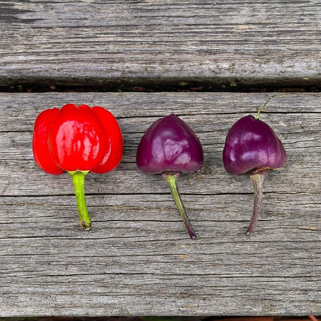 Purple Pumpkin Chilli Seeds Authentic - From Seed to Sensation: Spring into Action with 10 Premium Quality Seeds 1 Purple Pumpkin pepper seeds