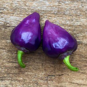 Purple UFO chilli seeds