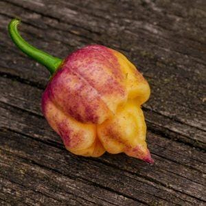 Reaper Purple Peach chilli seeds