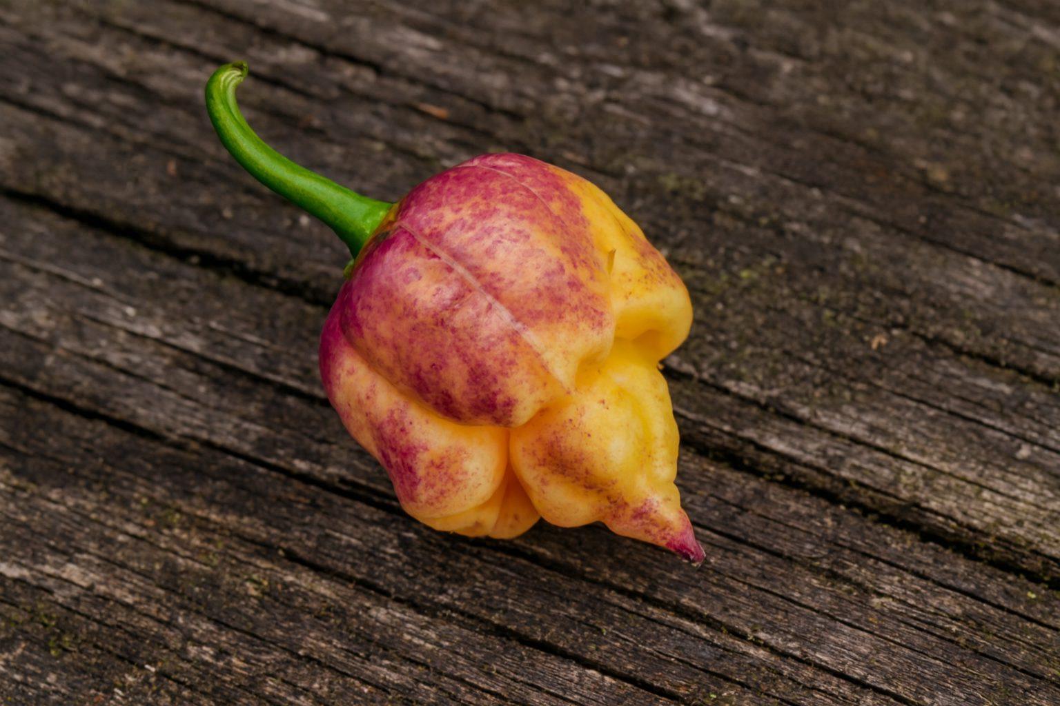 Reaper Purple Peach Chilli Seeds Authentic - From Seed to Sensation: Spring into Action with 10 Premium Quality Seeds 1 Reaper Purple Peach chilli seeds