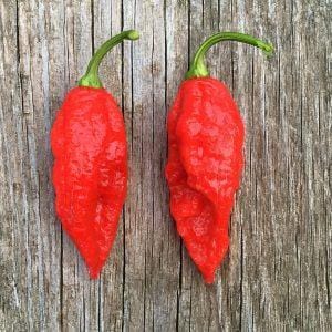 Reaper x Ghost pepper seeds
