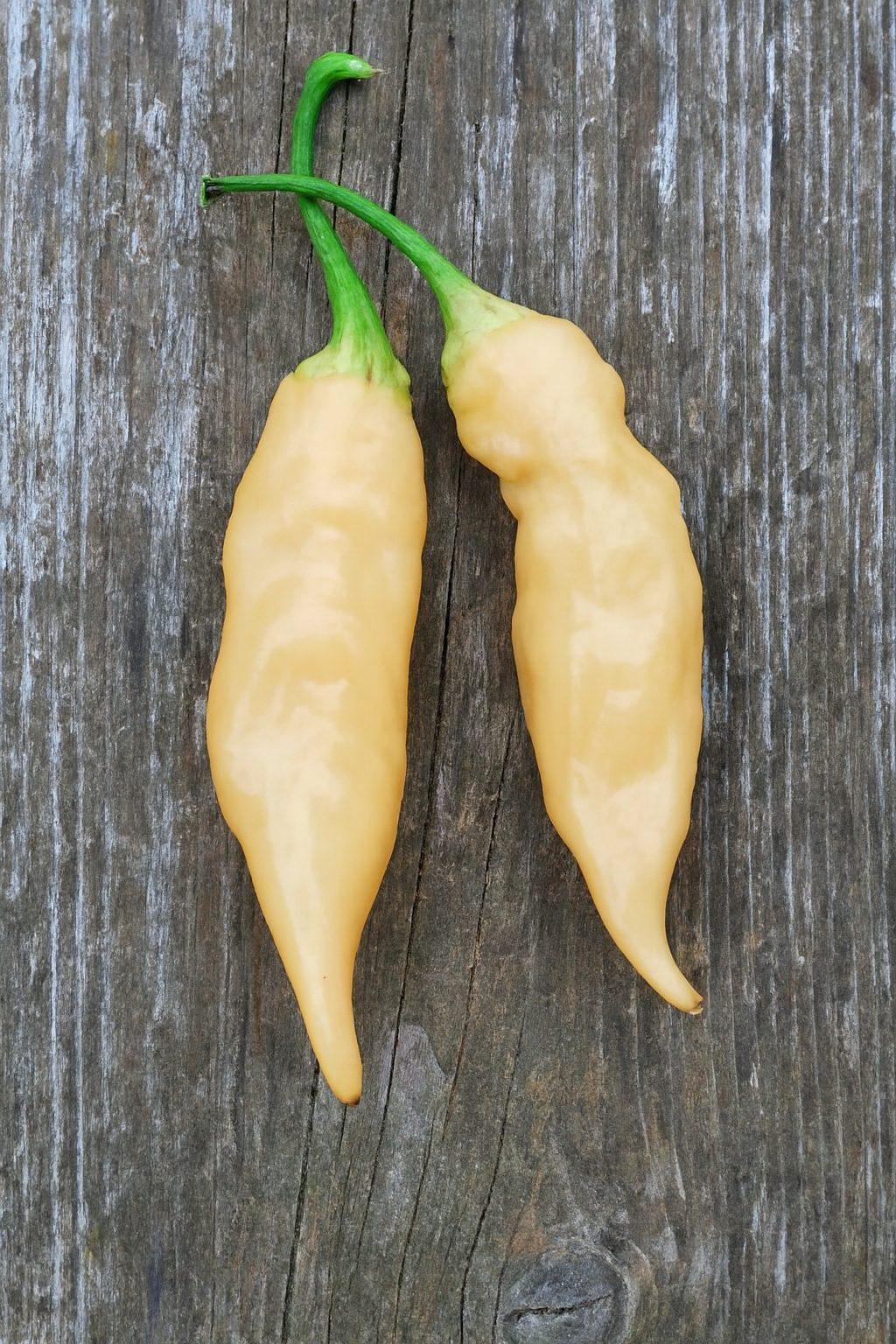 Sugar Rush Peach Chilli Seeds Authentic - From Seed to Sensation: Spring into Action with 10 Premium Quality Seeds 1 Sugar Rush Peach Chilli Seeds
