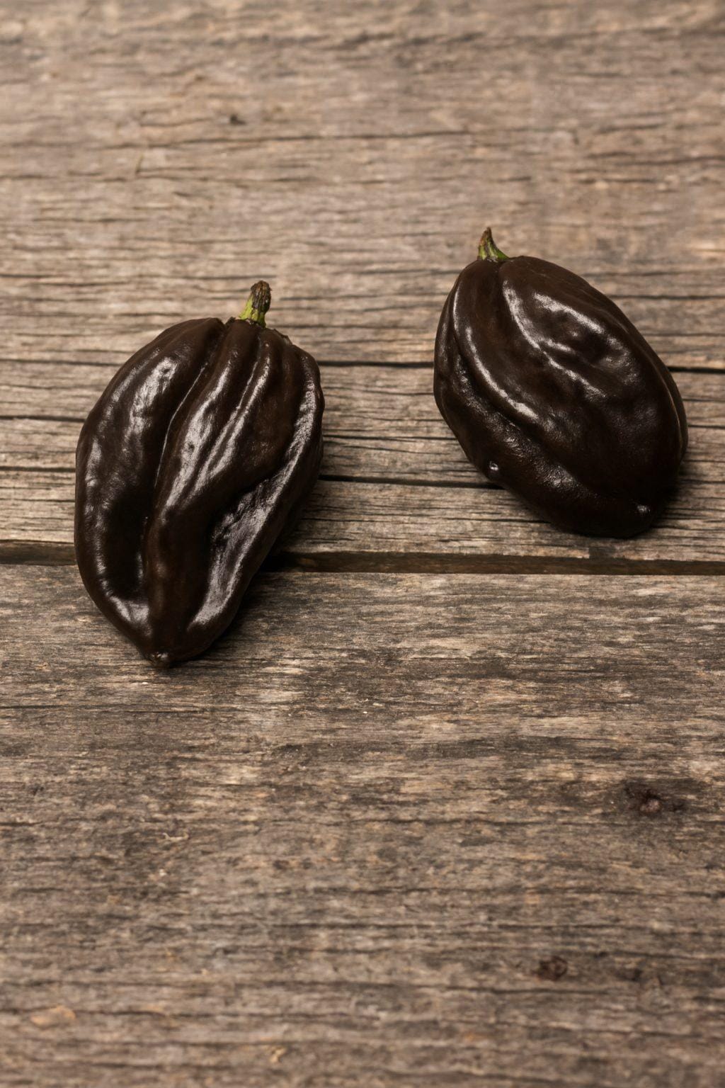 Swiss Chocolate Habanero Chilli Seeds Authentic - From Seed to Sensation: Spring into action with 10 Premium Heirloom Variety seeds 1 Swiss Chocolate Habanero chilli seeds