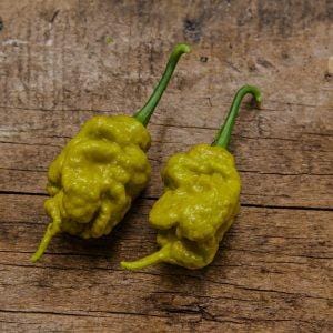 T Rex Mustard chilli seeds