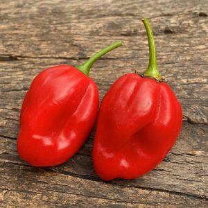West Indies Red Habanero chilli seeds