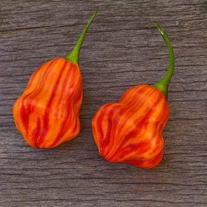 Zebrange Chilli Seeds