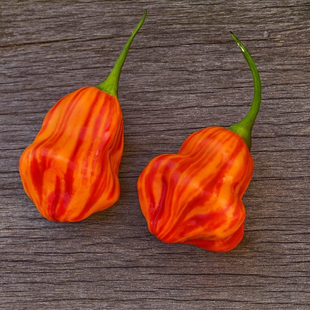 Zebrange Chilli Seeds Authentic - From Seed to Sensation: Spring into Action with 10 Premium Quality Seeds 1 Zebrange Chilli Seeds