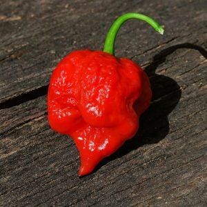 7 Pot Defcon Red Chilli Seeds