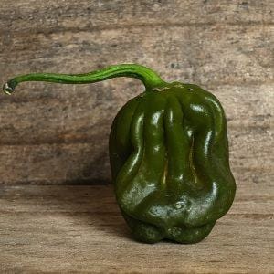 7 Pot Evergreen Chilli Seeds