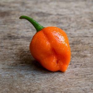 7 Pot Orange chilli seeds