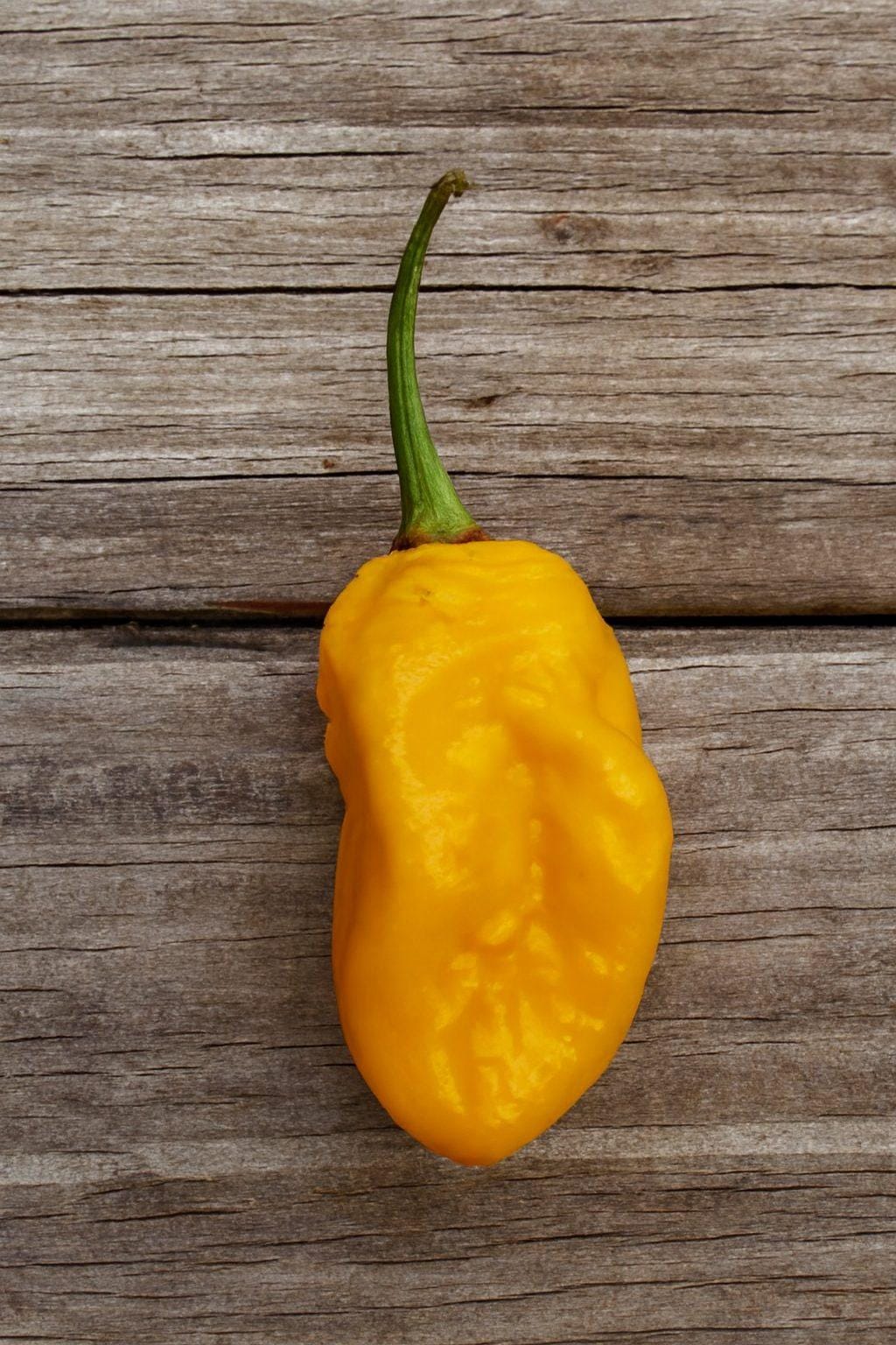 7 Pot Yellow Chilli Seeds Authentic - From Seed to Sensation: Spring into action with 10 Premium Heirloom Variety seeds 1 7 Pot Yellow Chilli Seeds