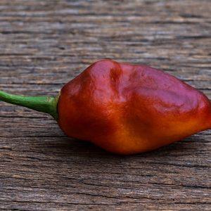 7JPN Burnt Roxa Chilli Seeds