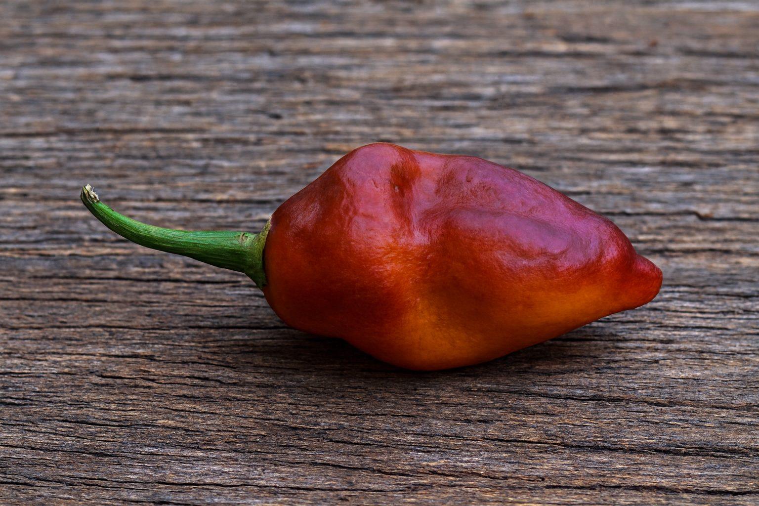 7JPN Burnt Roxa Chilli Seeds Authentic - From Seed to Sensation: Spring into Action with 10 Premium Quality Seeds 1 7JPN Burnt Roxa Chilli Seeds