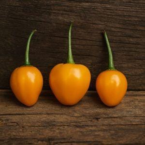 Aji Clementina Chilli Seeds