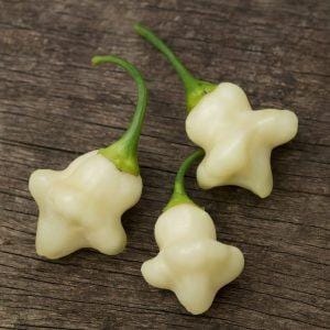 Aji Fantasy Sparkly White Chilli Seeds