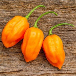 Aji Mango Chilli Seeds