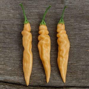 Aji Melocoton Chilli Seeds