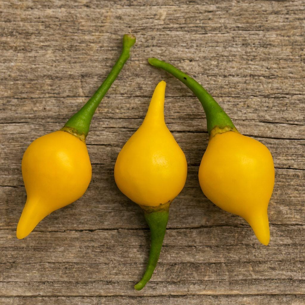 Biquinho Yellow Chilli Seeds Authentic - From Seed to Sensation: Spring into action with 10 Premium Heirloom Variety seeds 1 Biquinho Yellow Chilli Seeds