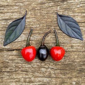 Black Pearl Chilli Seeds