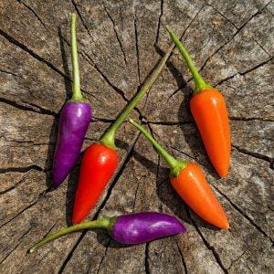 Blue Christmas Chilli Seeds