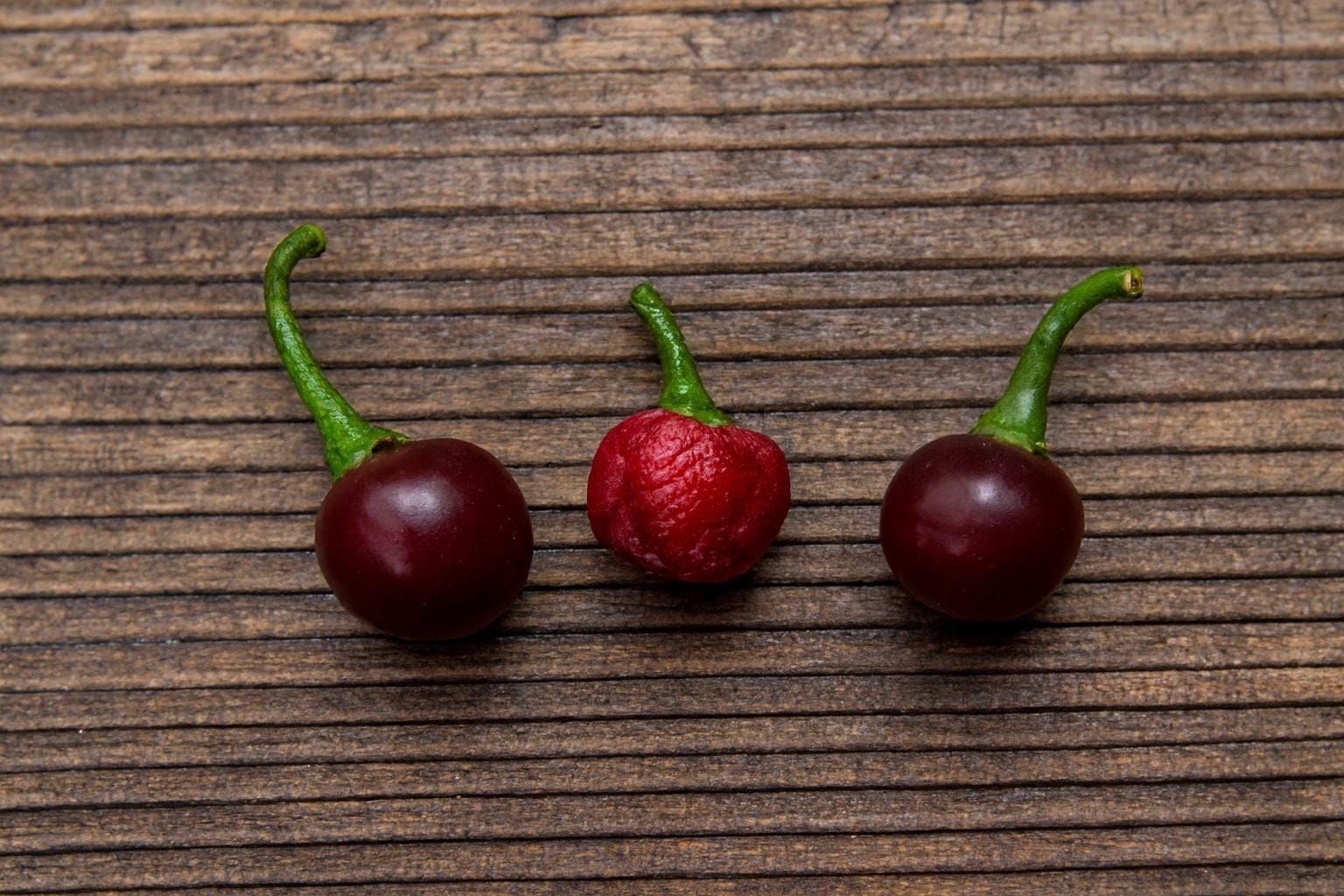 Bode Roxa Chilli Seeds Authentic - From Seed to Sensation: Spring into action with 10 Premium Heirloom Variety seeds 1 Bode Roxa Chilli Seeds