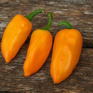 Chilhuacle Amarillo Chilli Seeds