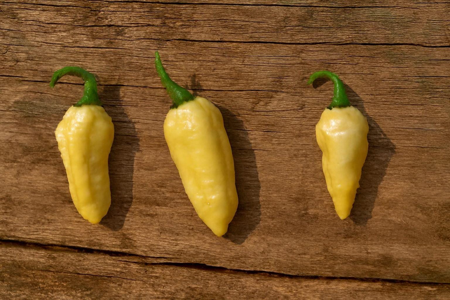 Cream Carbonero Chilli Seeds Authentic - From Seed to Sensation: Spring into Action with 10 Premium Quality Seeds 1 Cream Carbonero Chilli Seeds