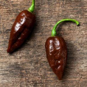Death Spiral x Naglah Brown Chocolate Chilli Seeds