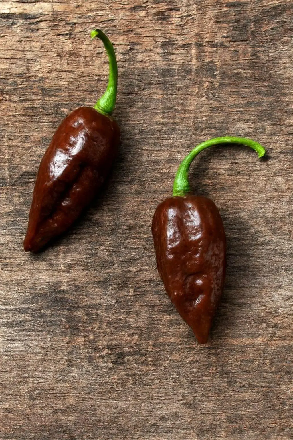 Death Spiral x Naglah Brown Chocolate Chilli Seeds