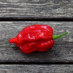 Ghorpion Chilli Seeds
