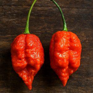 Gnarly Bhut Red Chilli Seeds