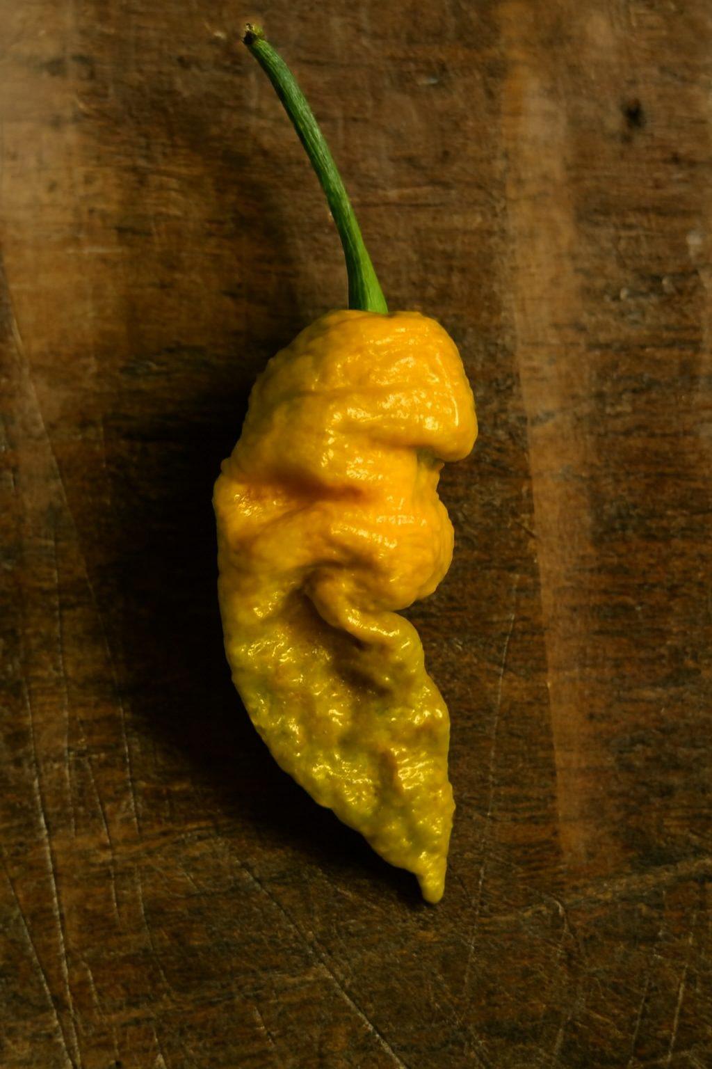 Golden Bhutlah Chilli Seeds Authentic - From Seed to Sensation: Spring into Action with 10 Premium Quality Seeds 1 Golden Bhutlah Chilli Seeds