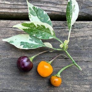 Golden Nugget Chilli Seeds