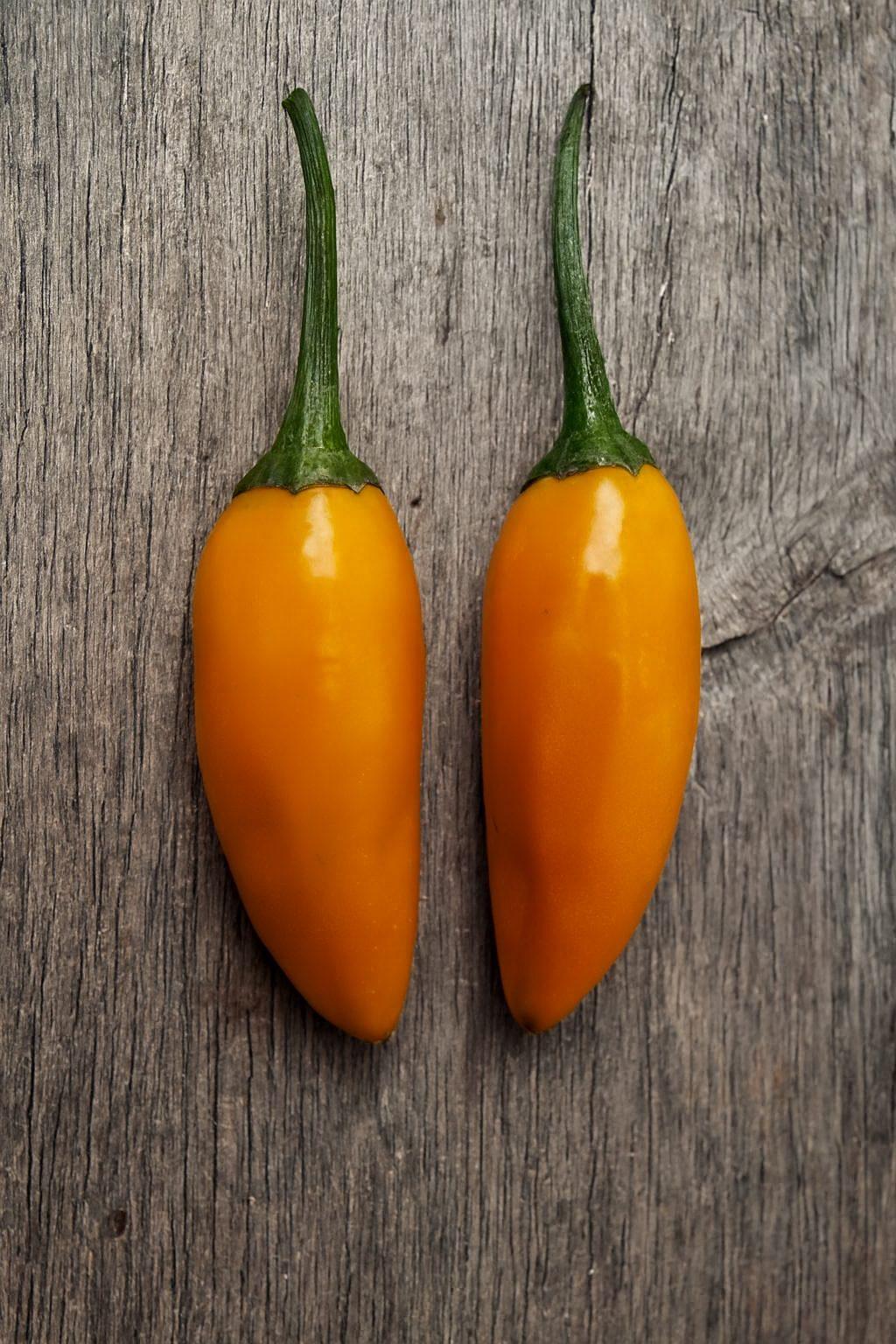 Habanero De Arbol Chilli Seeds Authentic - From Seed to Sensation: Spring into action with 10 Premium Heirloom Variety seeds 1 Habanero De Arbol Chilli Seeds