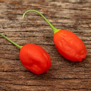 Inca Berry Chilli Seeds