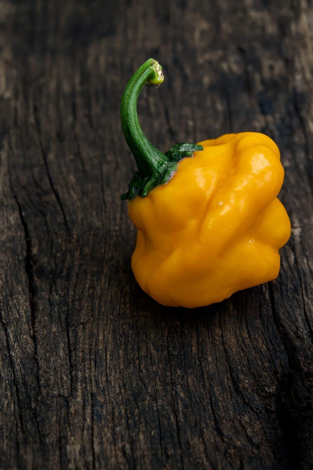 Jamaican Mushroom Yellow Chilli Seeds Authentic - From Seed to Sensation: Spring into action with 10 Premium Heirloom Variety seeds 1 Jamaican Mushroom Yellow Chilli Seeds