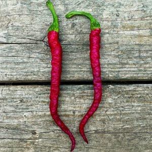 Kaddi Chilly Pepper Seeds