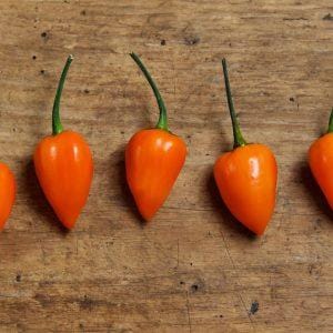 Kambuzi Chilli Seeds