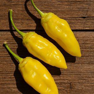 Lemon Puma BBG Chilli Seeds
