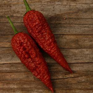 Leviathan Gnarly Scorpion Chocolate Chilli Seeds