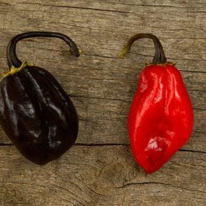 MAMP BBG Black Chilli Seeds