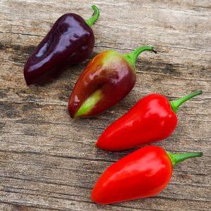 Maldivian heart x Purple Bhut Chilli Seeds