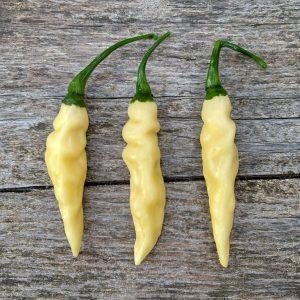 Marupi Amarela Chilli Seeds