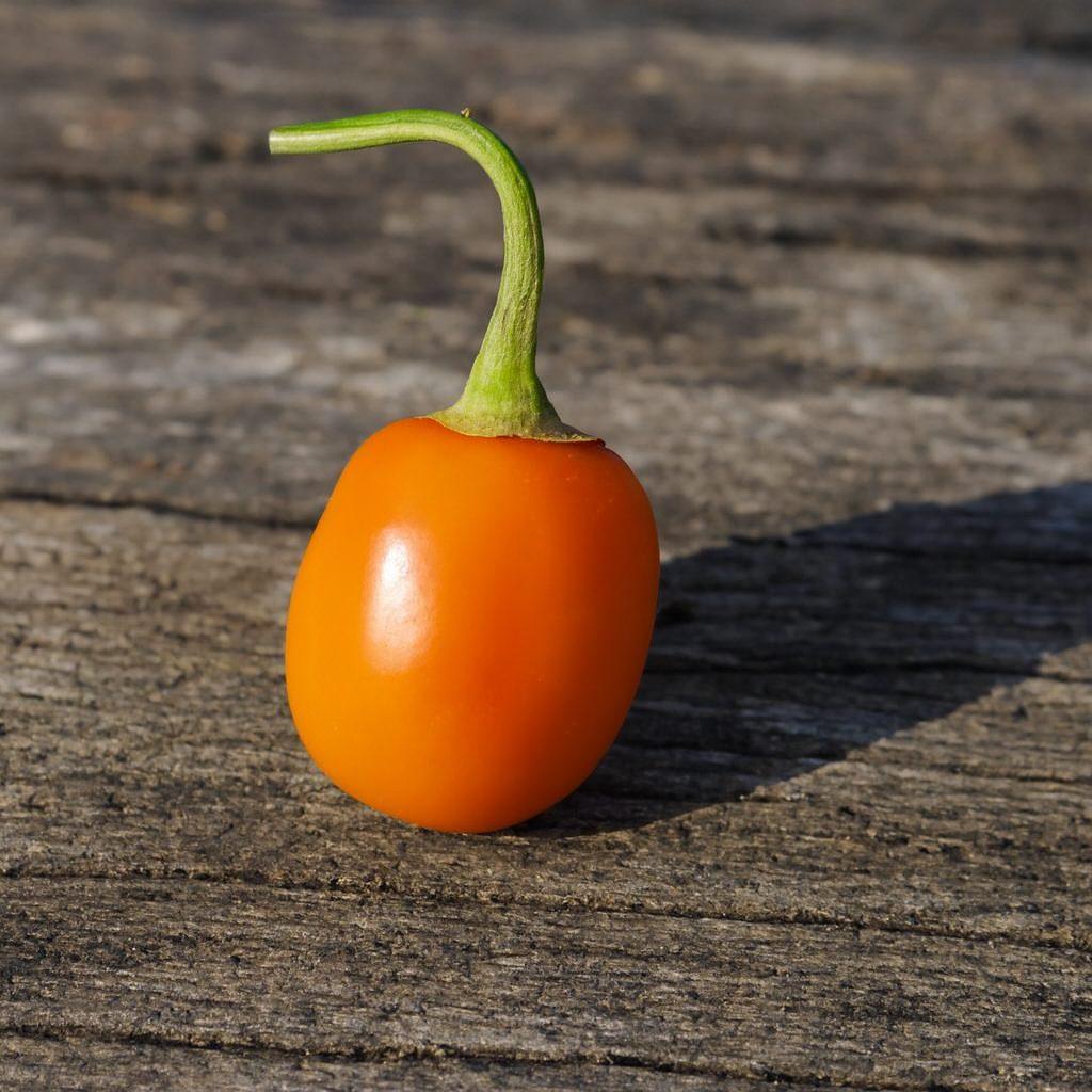 Mini Orange Rocoto Chilli Seeds Authentic - From Seed to Sensation: Spring into action with 10 Premium Heirloom Variety seeds 1 Mini Orange Rocoto Chilli Seeds